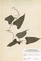 藏品(基隆野山藥)的圖片